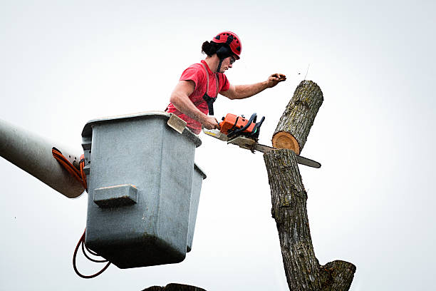 Reliable Black Earth, WI Tree Services Solutions